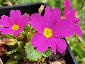 Primula x juliae